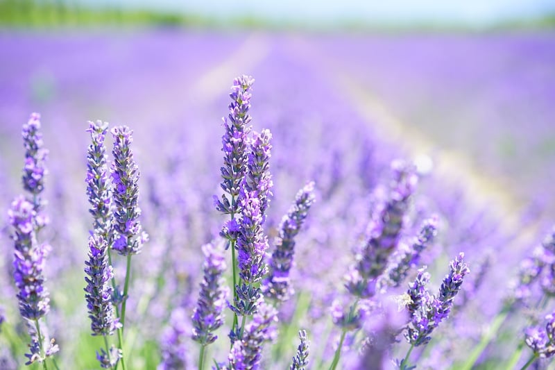 Aromatherapy with Lavender